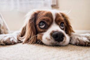 Il ciclo di vita della tenia nel cane: tutto quello che devi sapere