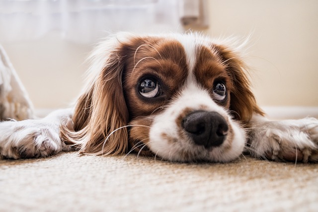 Il ciclo di vita della tenia nel cane: tutto quello che devi sapere