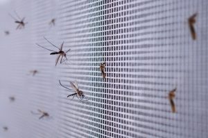 Quanto costa cambiare le zanzariere?